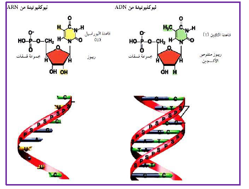 الملخص استنساخ المعلومات الوراثية الموجودة على مستوى الADN